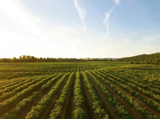 rows of green crops in field at sunset